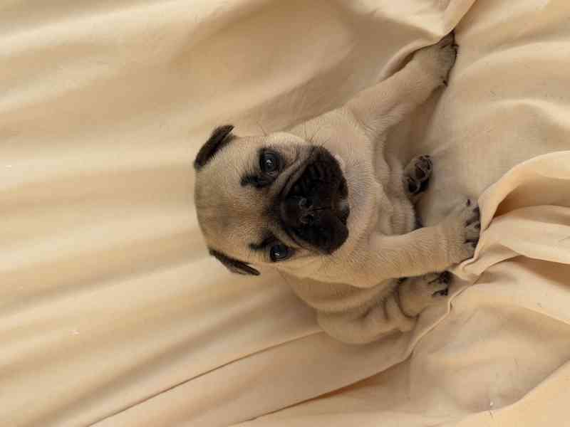 Štěňátka francouzského buldočka - foto 3