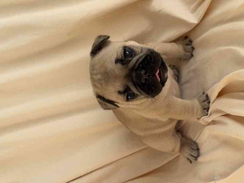Štěňátka francouzského buldočka - foto 2