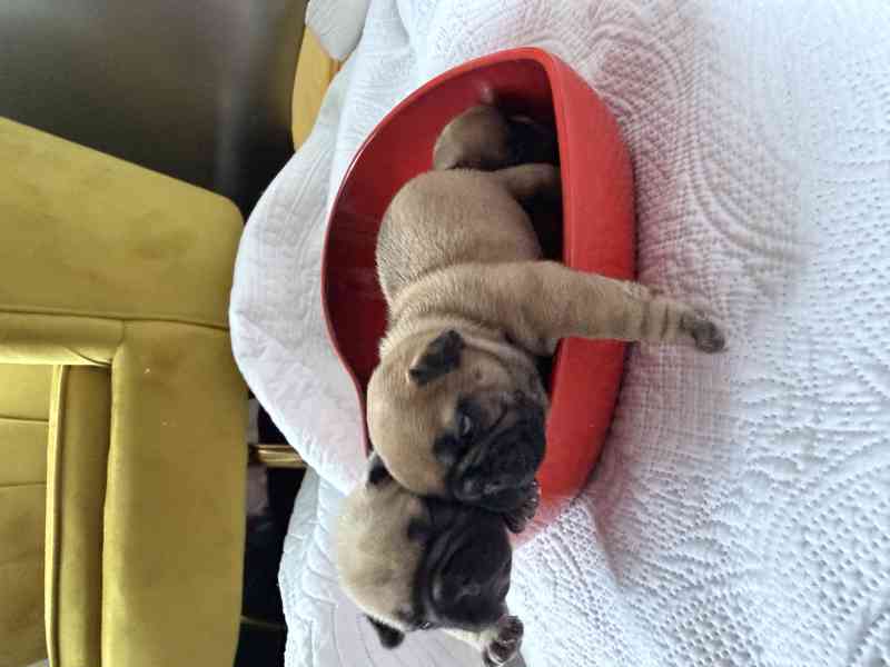 Štěňátka francouzského buldočka - foto 4