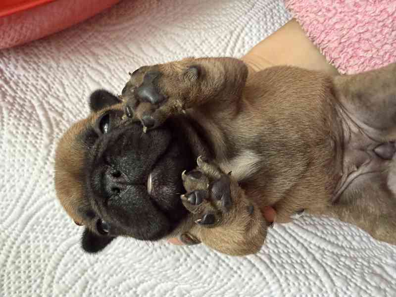 Štěňátka francouzského buldočka