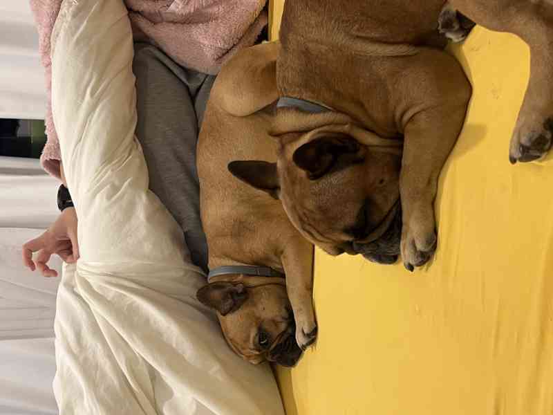 Štěňátka francouzského buldočka - foto 5