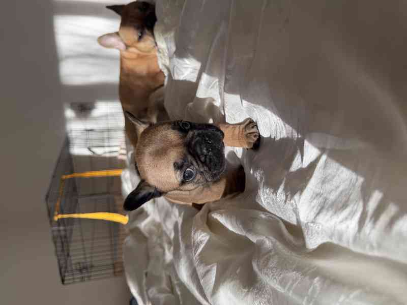 Štěňátka francouzského buldočka - foto 7