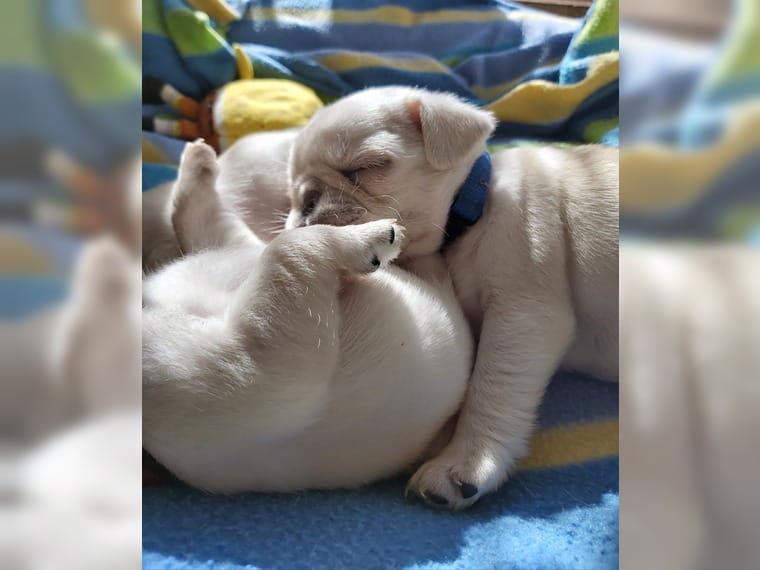 Mops - štěně, fenku - foto 2