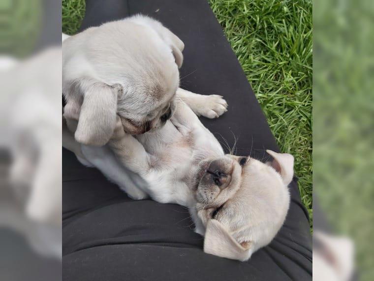 Mops - štěně, fenku - foto 4