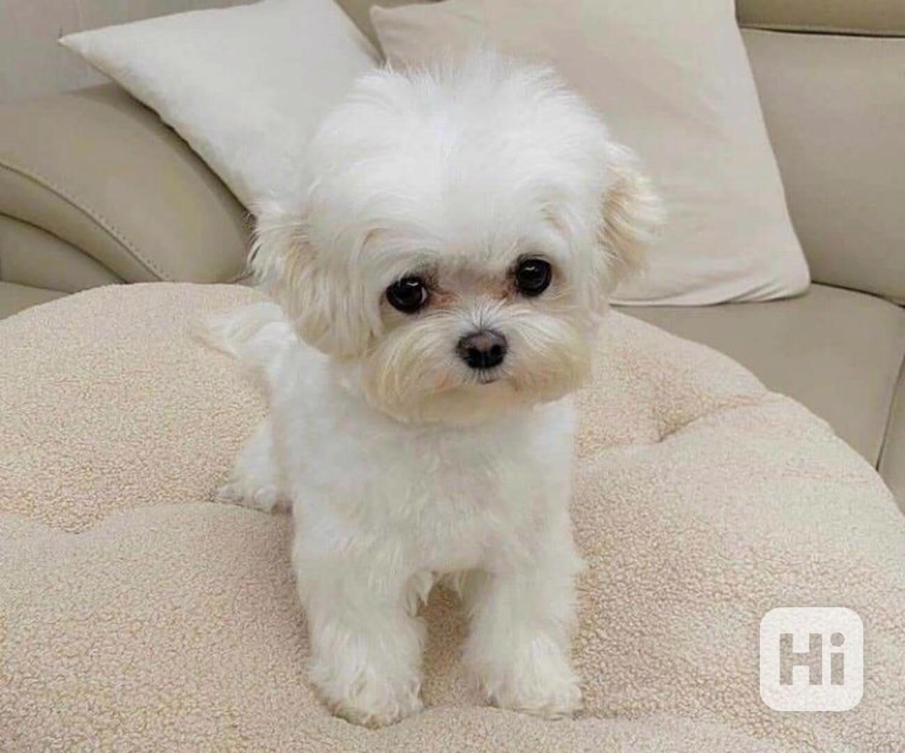 Krásná štenata Maltézského Bišonka - foto 1