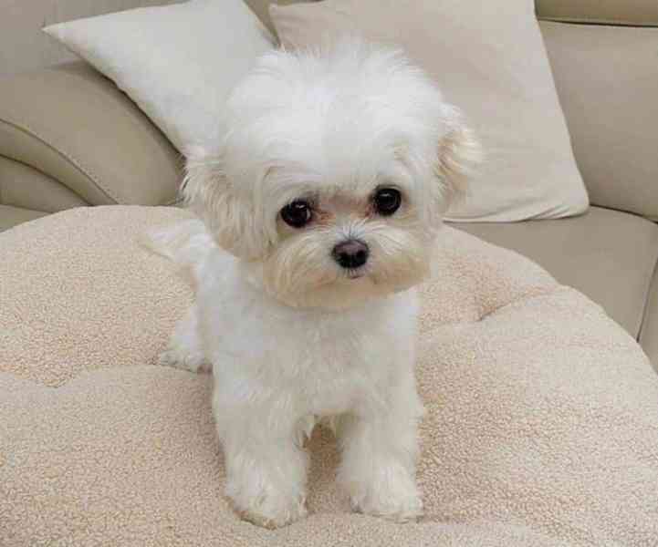 Krásná štenata Maltézského Bišonka - foto 1