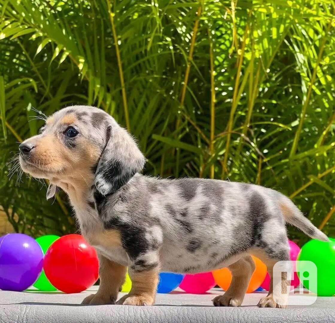 Štěňata jezevčíka samec a samice k adopci - foto 1