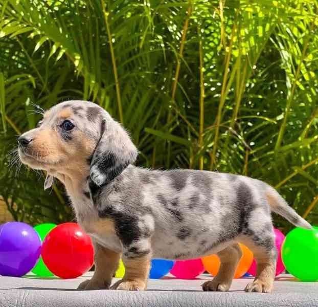 Štěňata jezevčíka samec a samice k adopci - foto 1