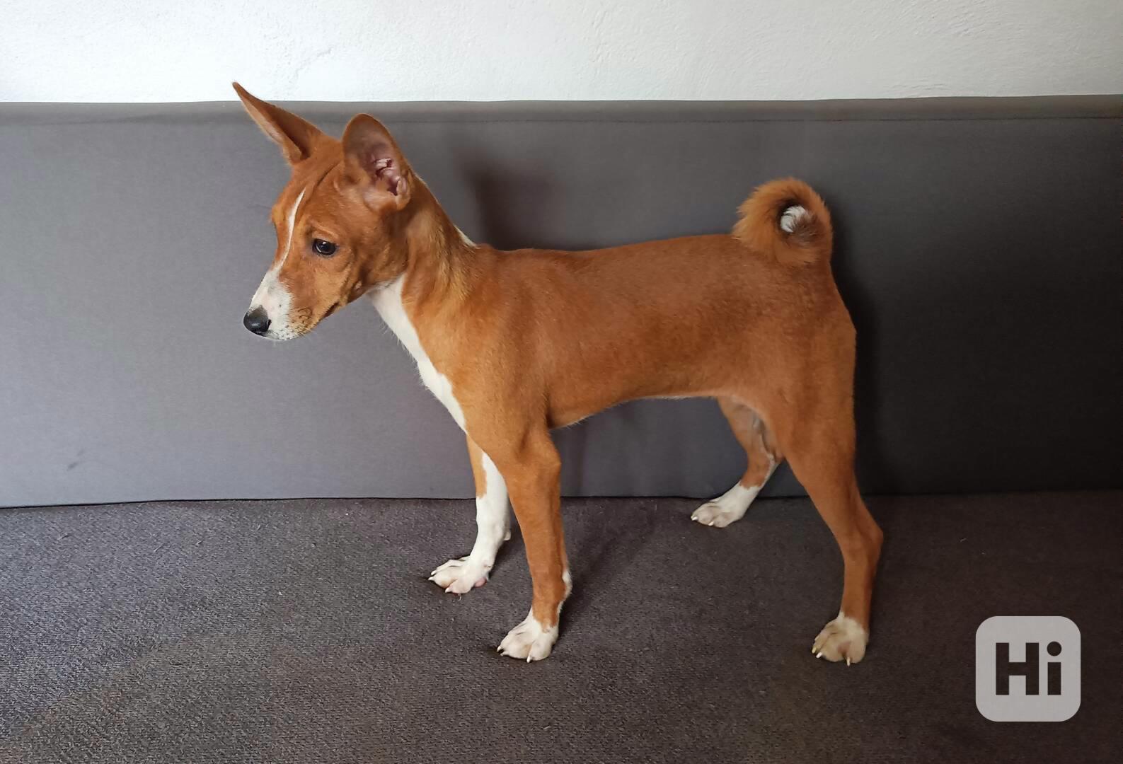 Basenji - prodám fenky bez pp - foto 1