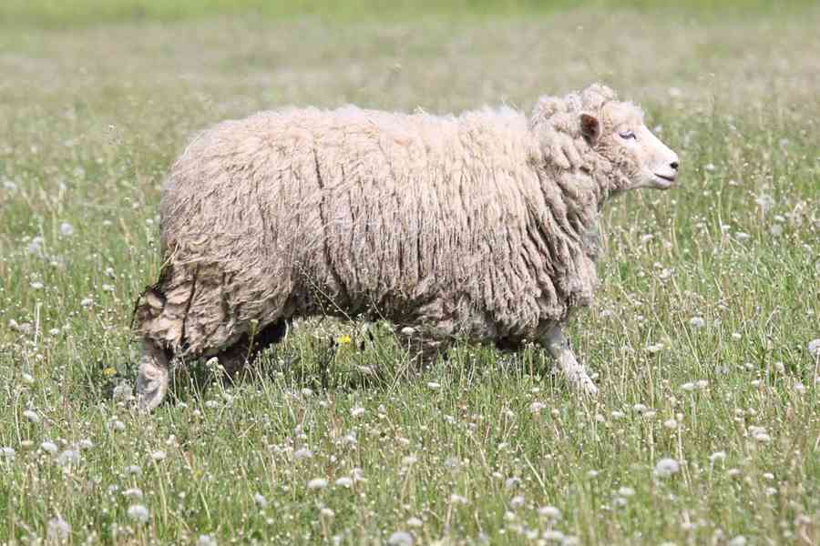 Ovce Romney Marsh  /Kent/ - foto 3