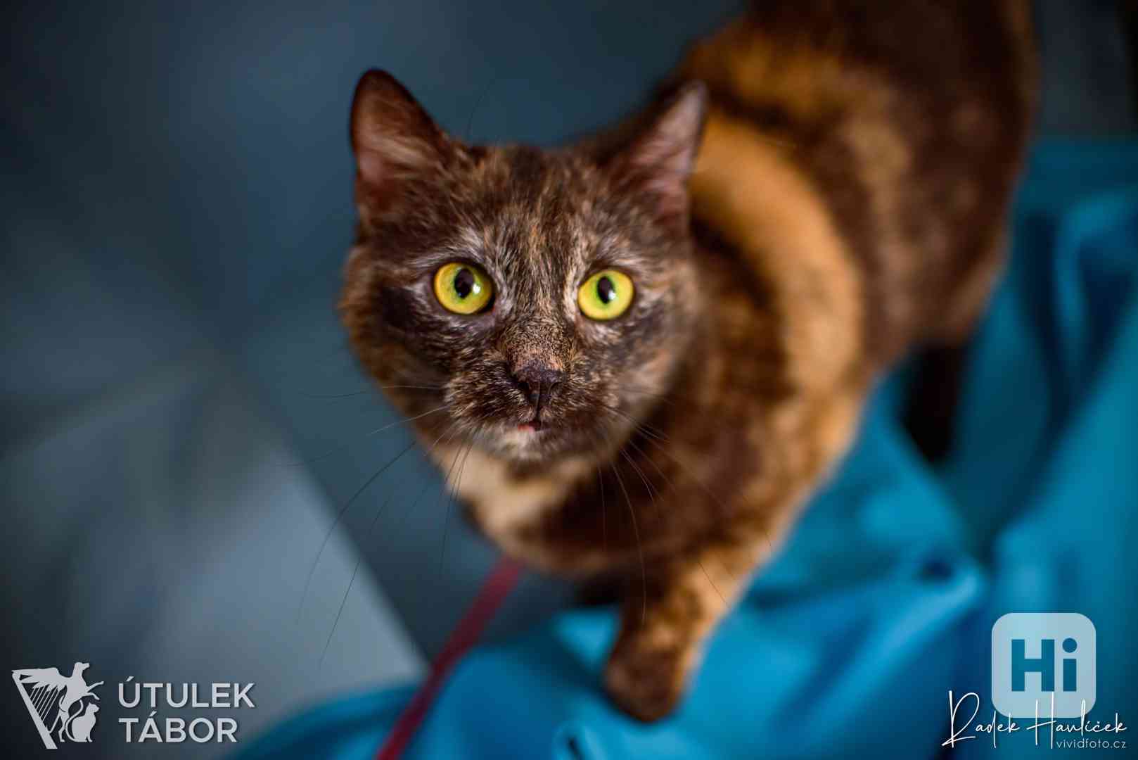 Kendal k adopci - foto 1