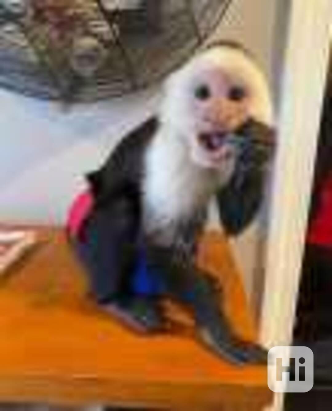  Domácí kapucíni pro děti. - foto 1