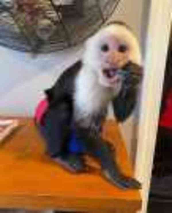  Domácí kapucíni pro děti. - foto 1