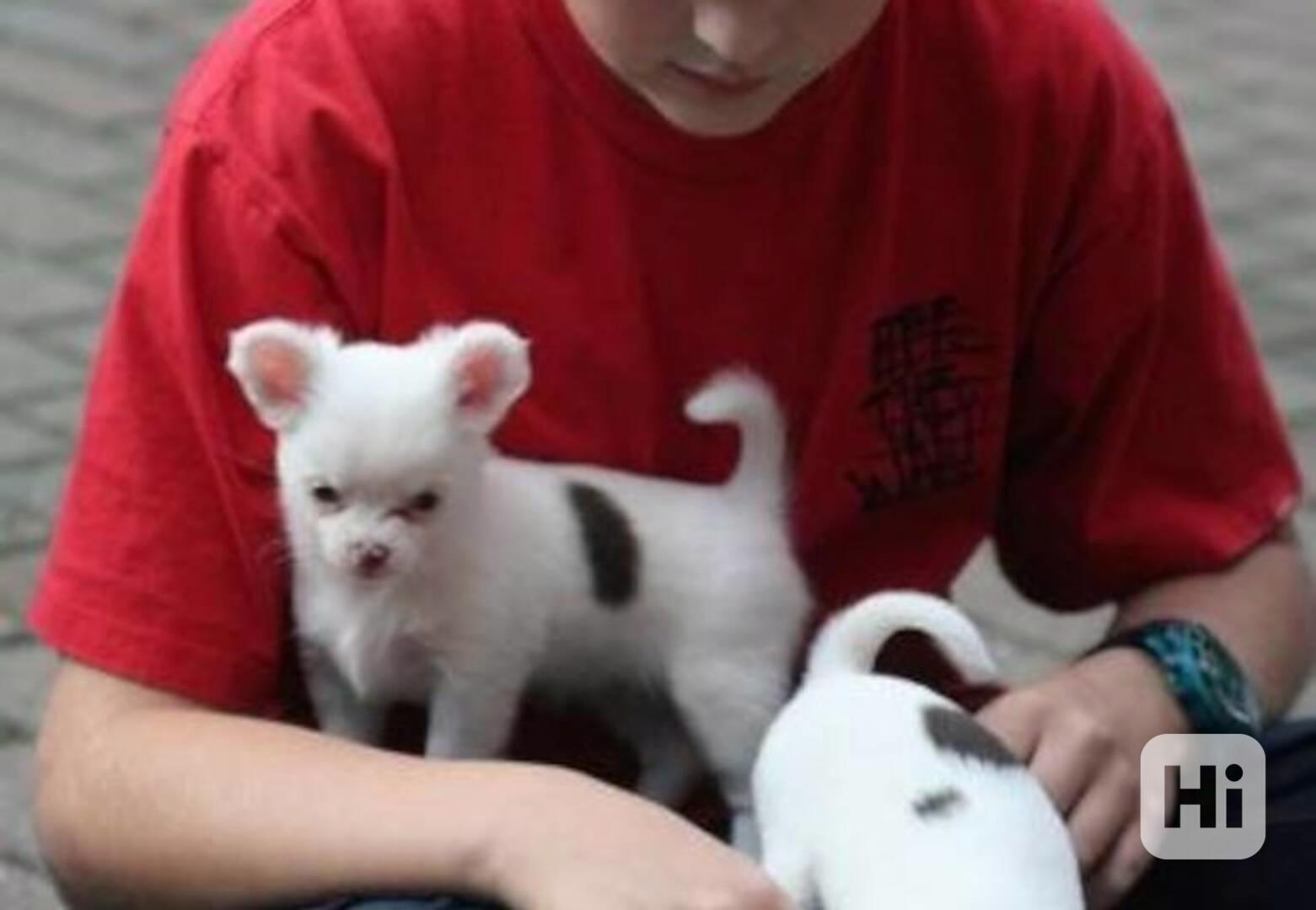štěňátka čivavy,, - foto 1