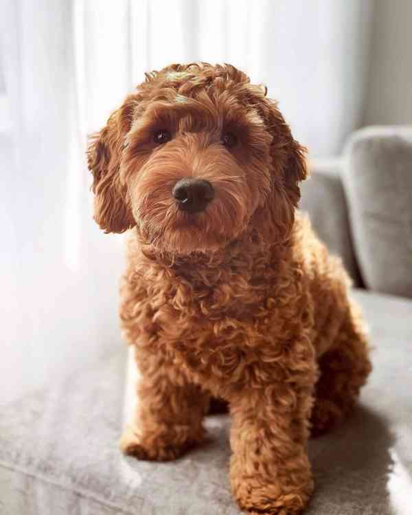 golden doole puppy - bazar - Hyperinzerce.cz