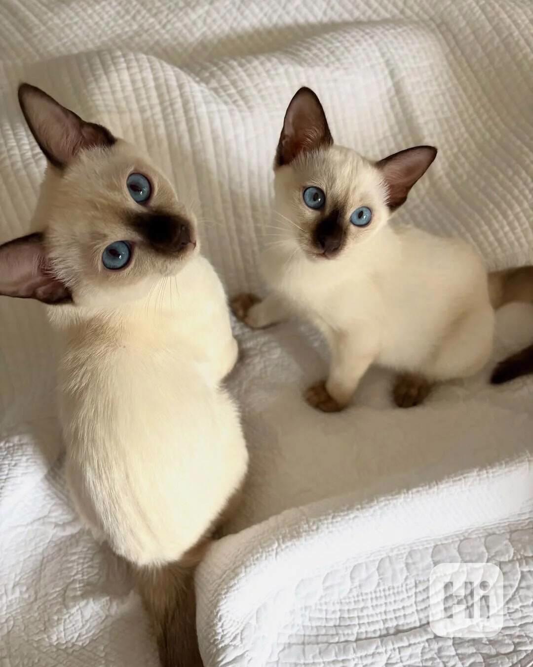 Tato krásná siamská koťata - foto 1