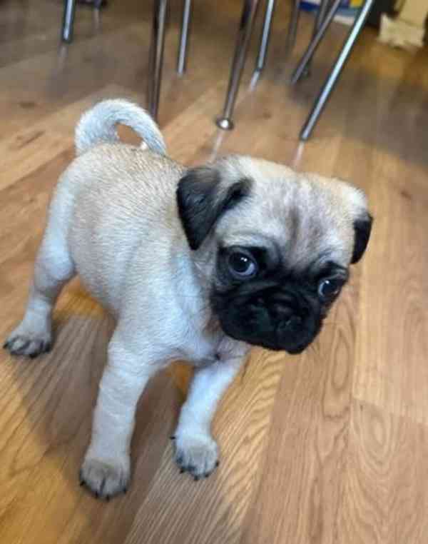 Roztomilý mops pro váš domov - foto 2