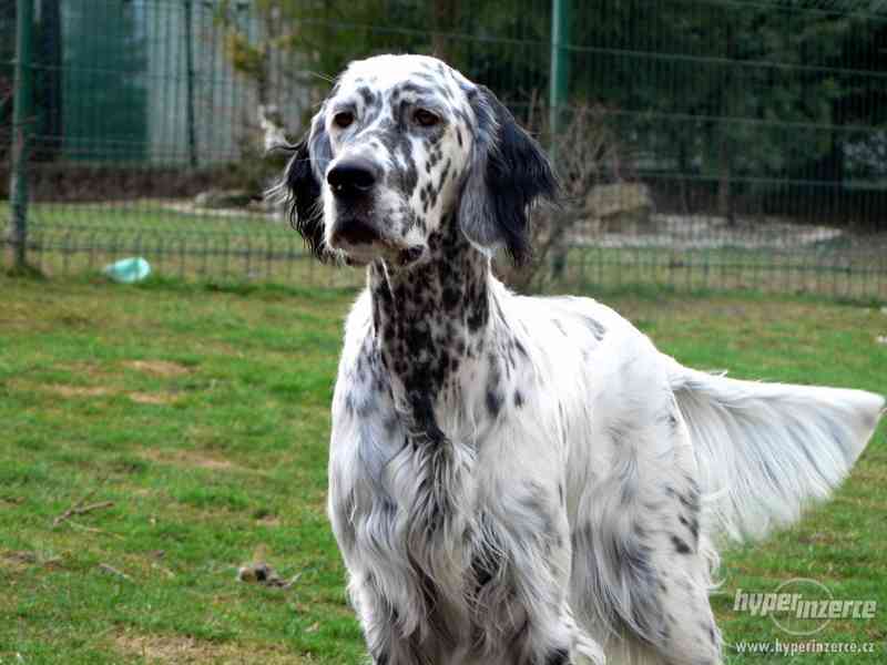 Anglický setr - foto 1