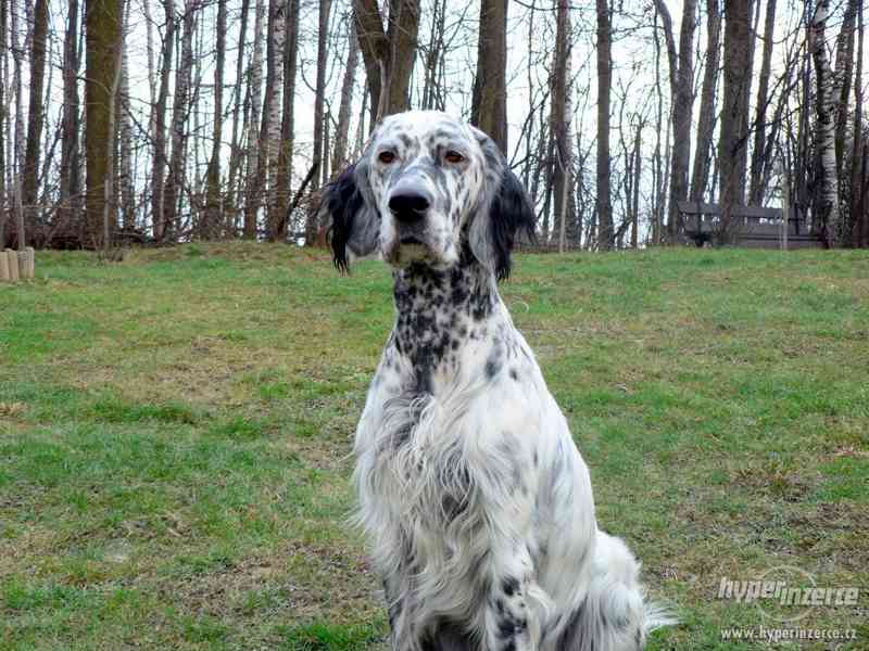 Anglický setr - foto 3
