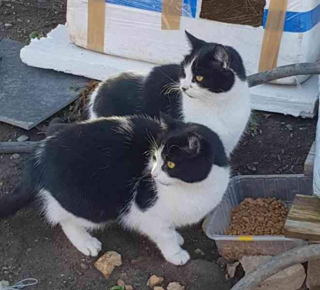 Miloučké, hladivé bíločerné kočičky Mášenka a Dášenka - foto 1