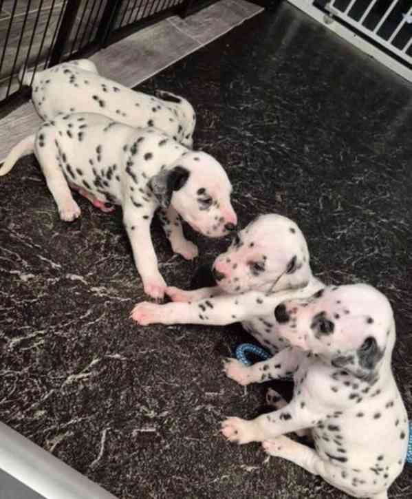 KC registered dalmatian puppies