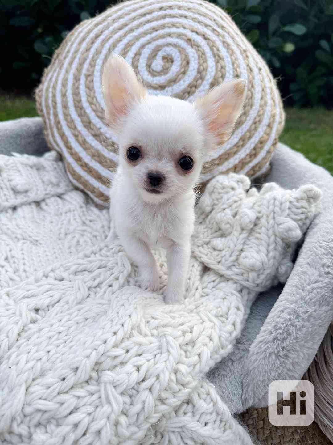 Úžasná štěňata Čivava  - foto 1