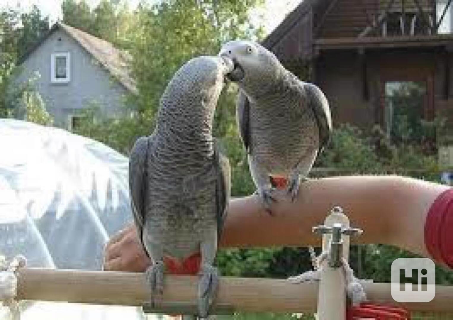 Roztomilí papoušci africké šedé k dispozici/klec - foto 1