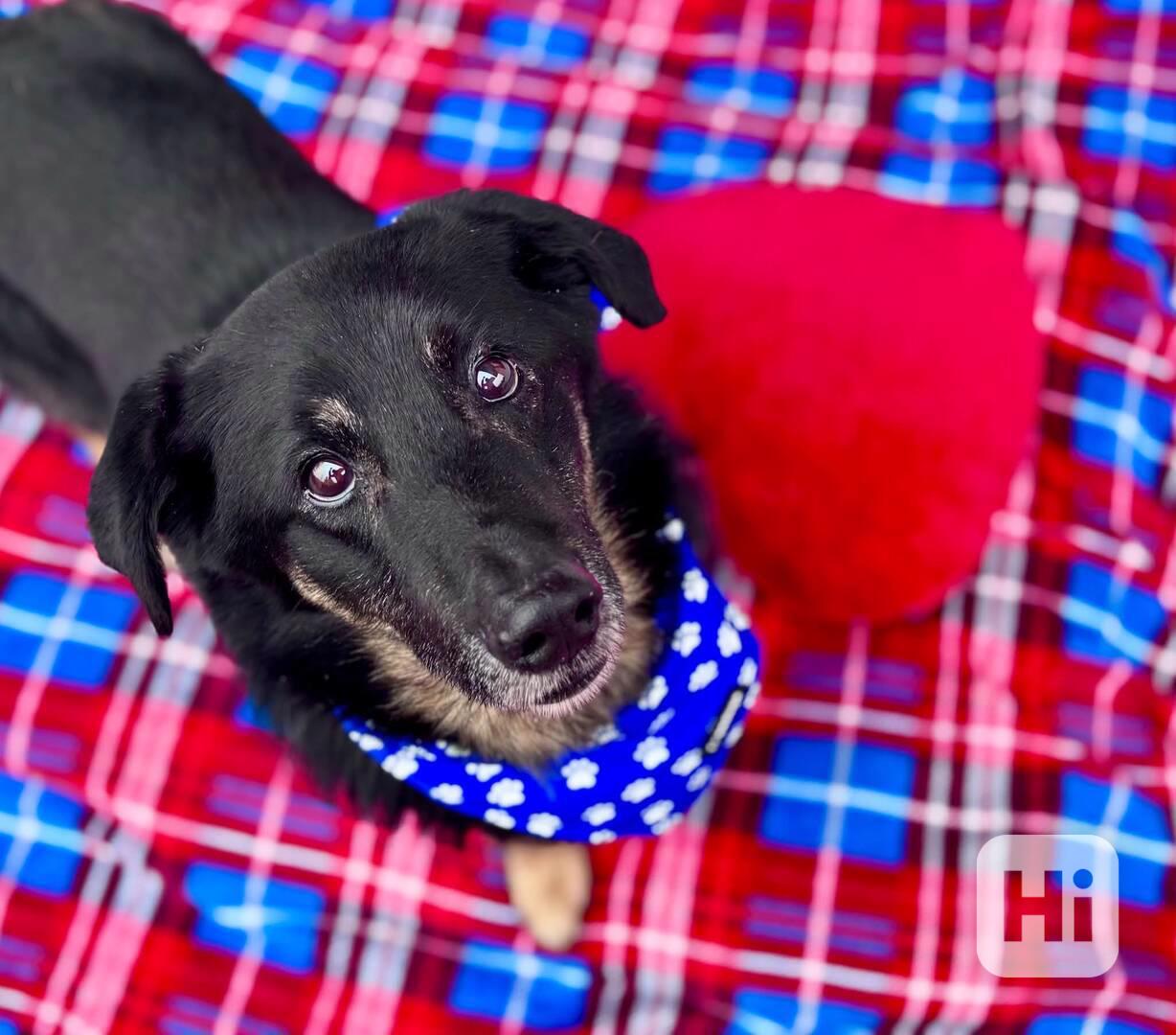 ROSTÍK - 19 kg, kastrovaný psík 10 let  - foto 1