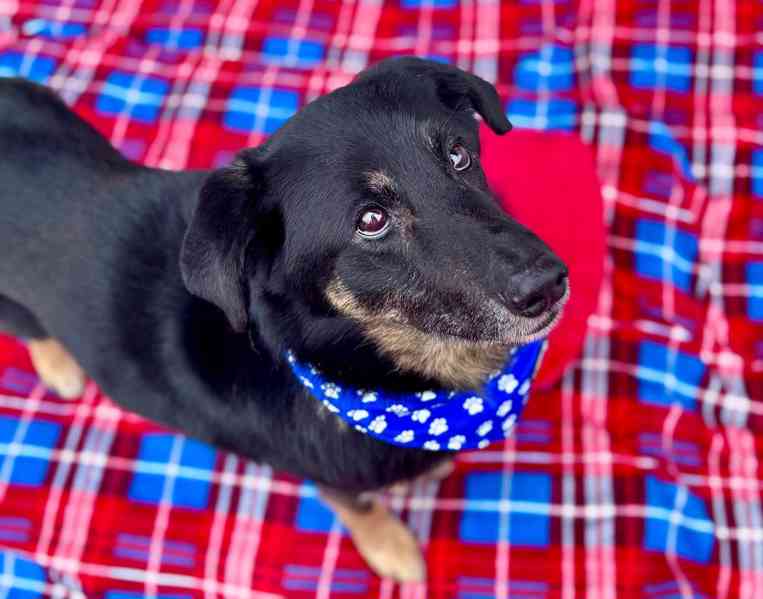 ROSTÍK - 19 kg, kastrovaný psík 10 let  - foto 2