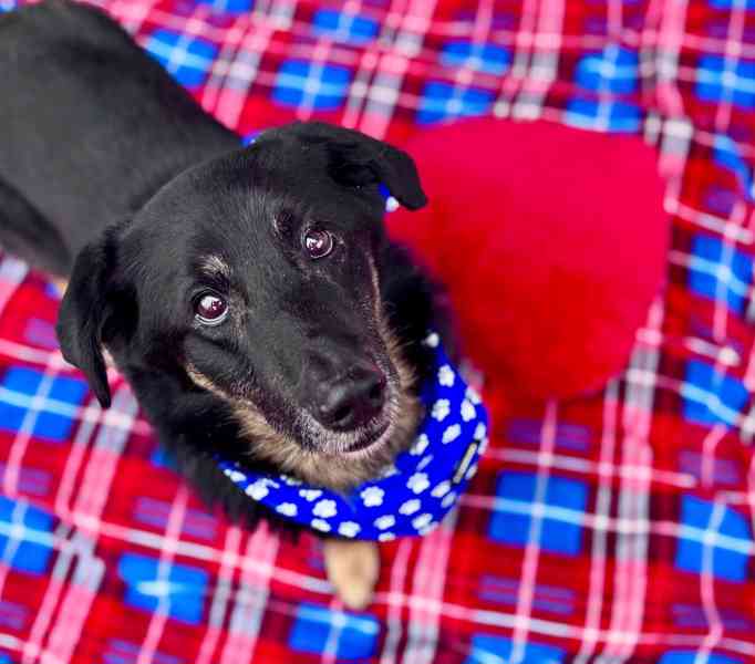 ROSTÍK - 19 kg, kastrovaný psík 10 let  - foto 1