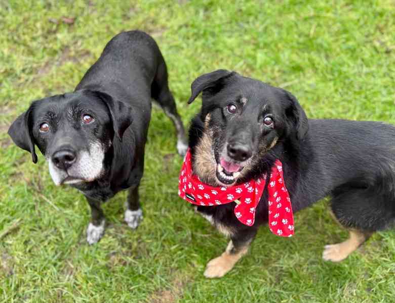 ROSTÍK - 19 kg, kastrovaný psík 10 let  - foto 5