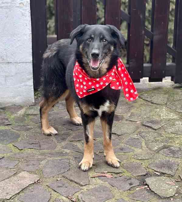 ROSTÍK - 19 kg, kastrovaný psík 10 let  - foto 3