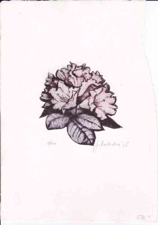 Prodám uměleckou grafiku - foto 2