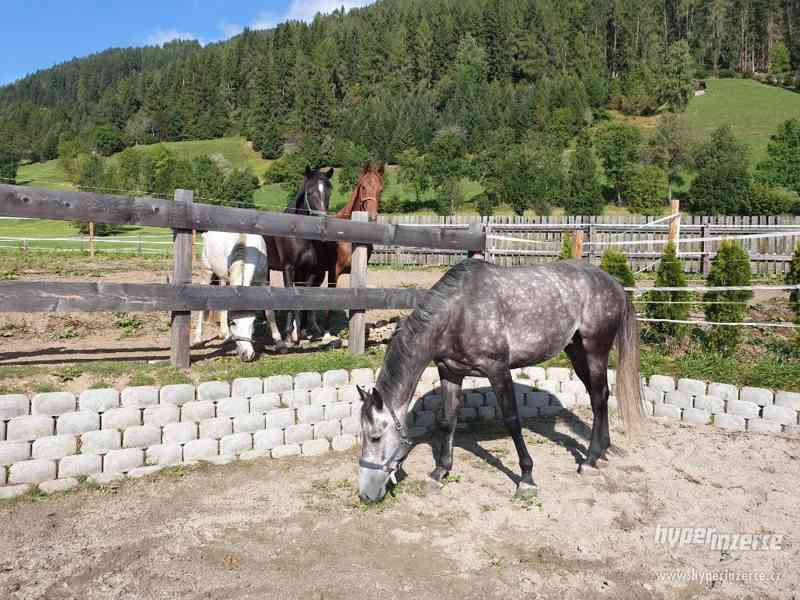 Nádherný Český Teplokrevník - foto 2
