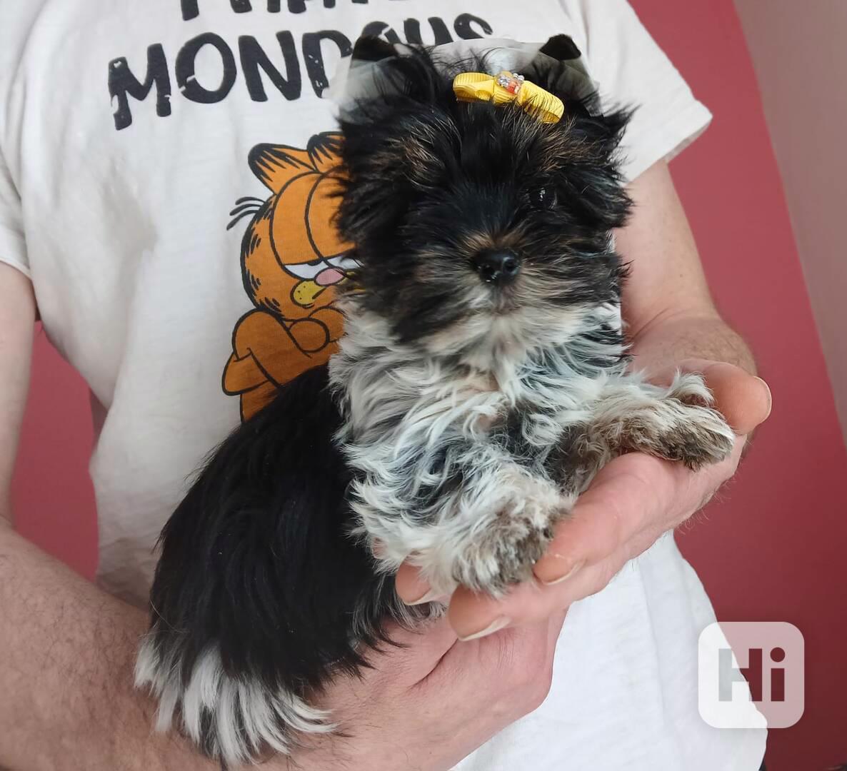 Biewer Jorkšírský terier kluk  - foto 1