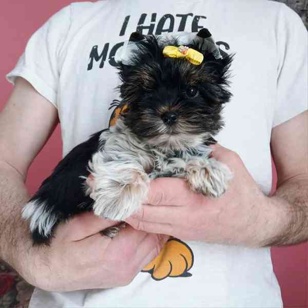 Biewer Jorkšírský terier kluk  - foto 2