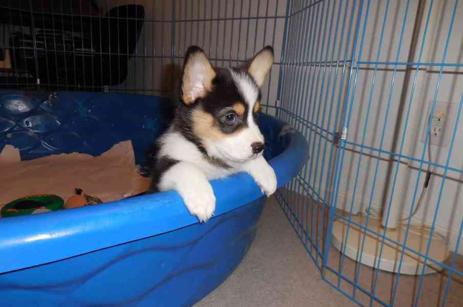 Pembroke Welsh Corgi Puppies AVAILABLE - foto 2