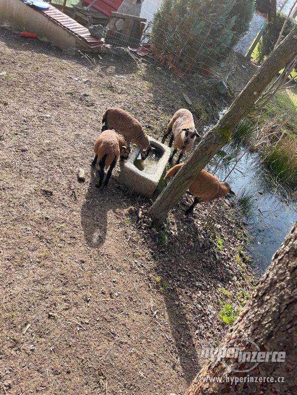 Jehně ovce kamerunské - beran - foto 1