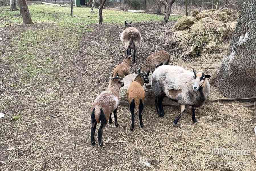 Jehně ovce kamerunské - beran - foto 2