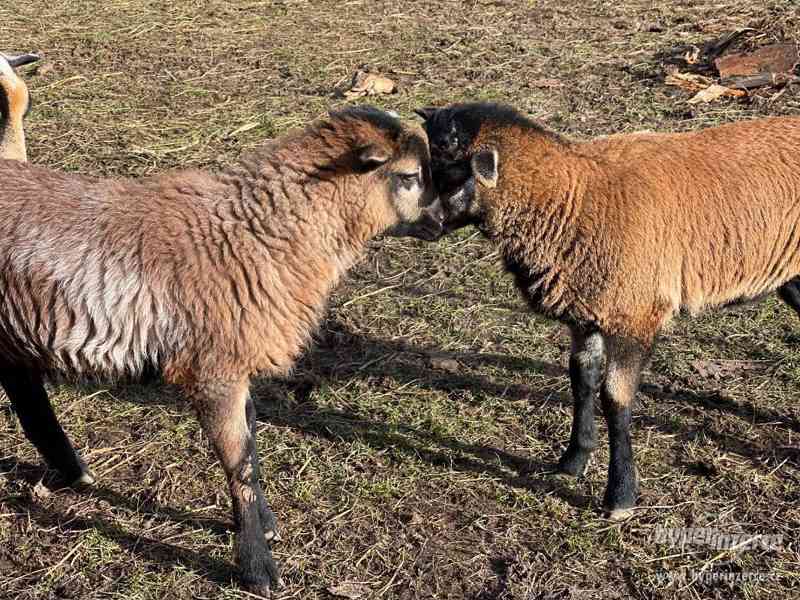 Jehně ovce kamerunské - beran - foto 4