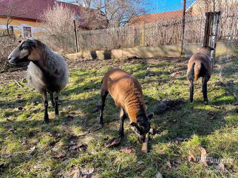 Jehně ovce kamerunské - beran - foto 5