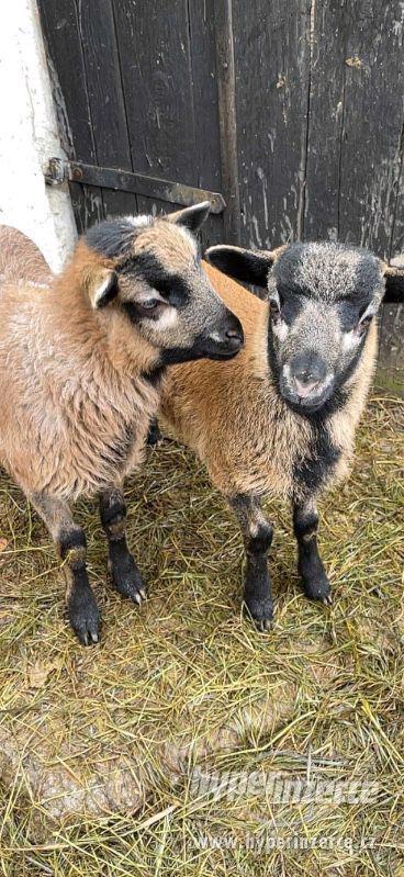 Jehně ovce kamerunské - beran - foto 6