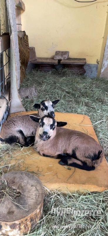 Jehně ovce kamerunské - beran - foto 7