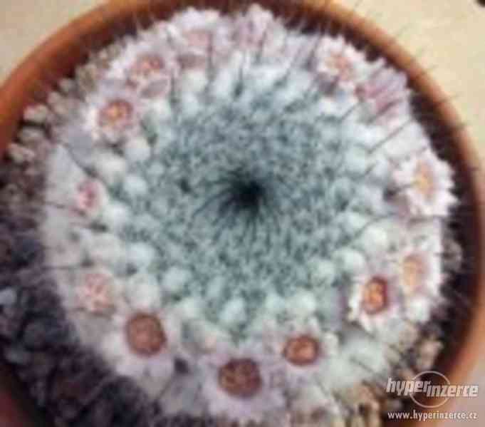Mammillaria chionocephala - semena kaktusu - foto 1