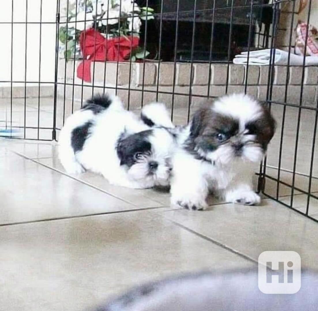 Štěňátka shihtzu - foto 1