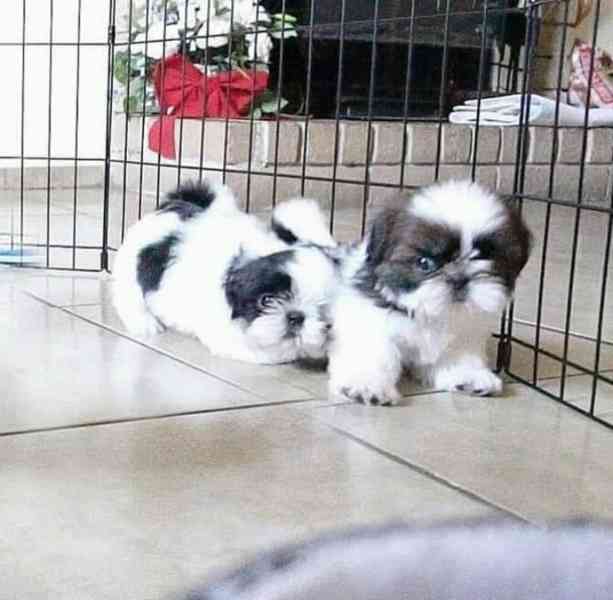 Štěňátka shihtzu - foto 1