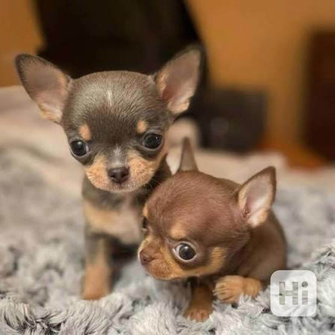 Štěňata čivavy - foto 1