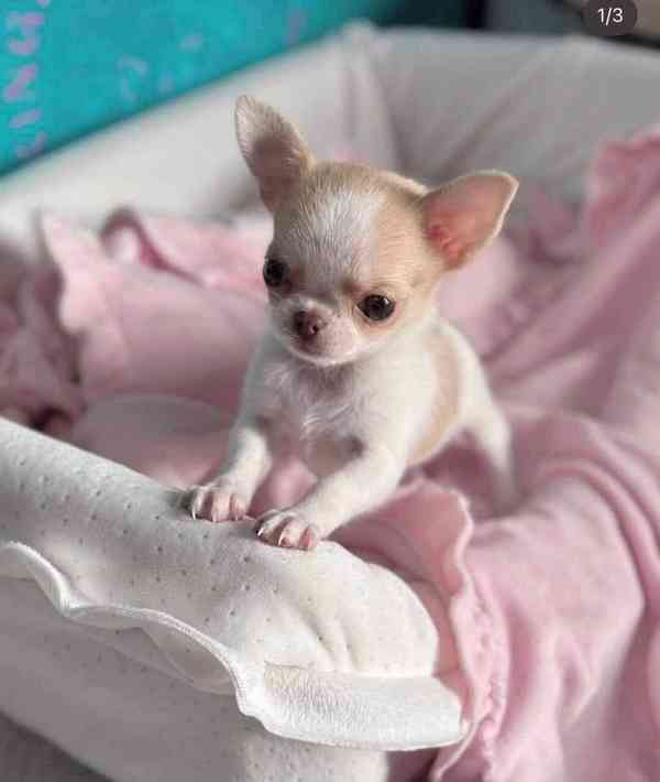 Štěňata čivavy - foto 3