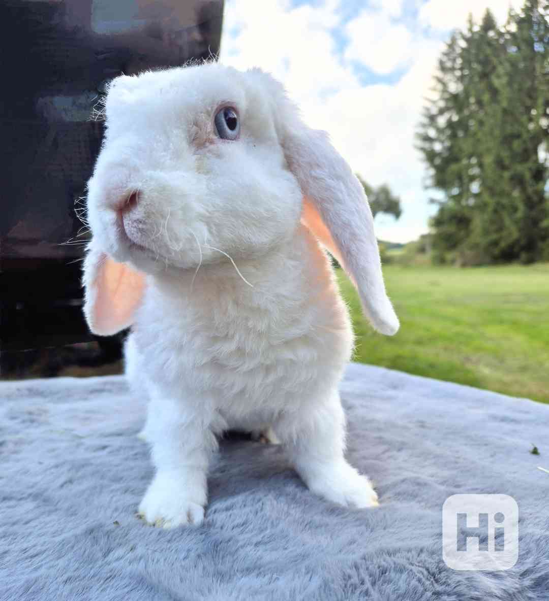 Zakrslý beránek - foto 1