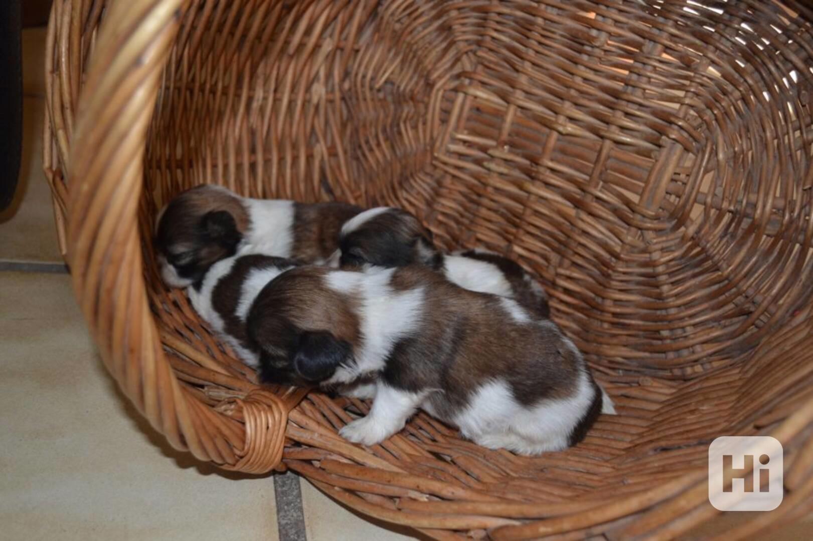 Štěňata yorkshirského teriéra připravena na nový domov!!!.. - foto 1